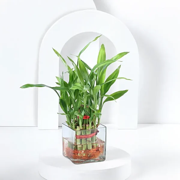 2 layer lucky bamboo plant in a glass pot with red decorative mesh