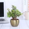 Jade plant with thick green leaves in a shiny gold-tone pot – perfect for desk or home decoration