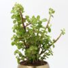 Jade plant with thick green leaves in a shiny gold-tone pot – perfect for desk or home decoration